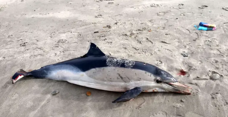 Abandono de pomares e pinhais e golfinho dá à costa