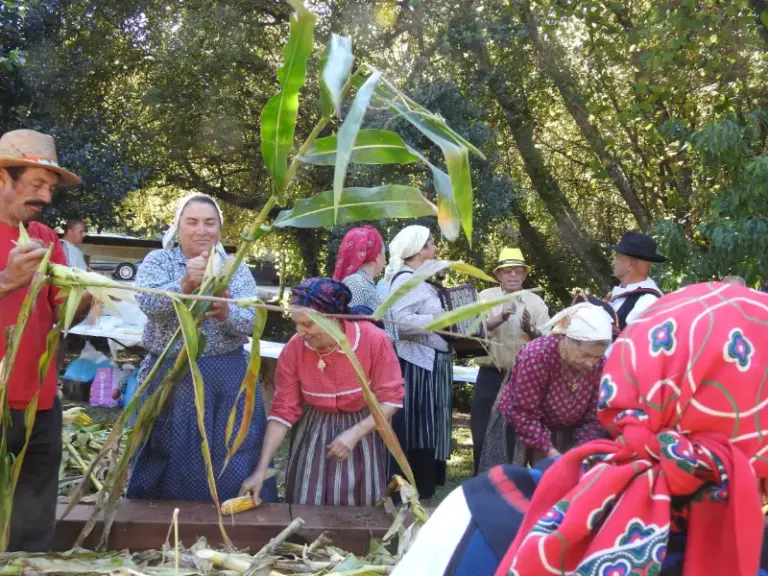 Desfolhada tradicional