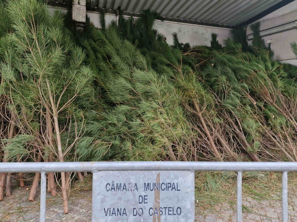 “Pinheirinhos de Natal” já estão disponíveis no Mercado Municipal