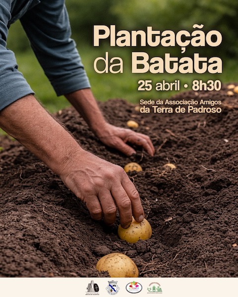 Câmara Municipal e Cooperativa Agrícola promove a plantação da batata em Padroso (Arcos de Valdevez)