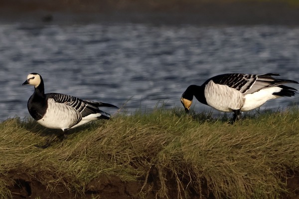 Mais de 1.000 espécies identificadas, 4.500 observações e 400 utilizadores contabilizadas pelo BioRegisto de Viana do Castelo